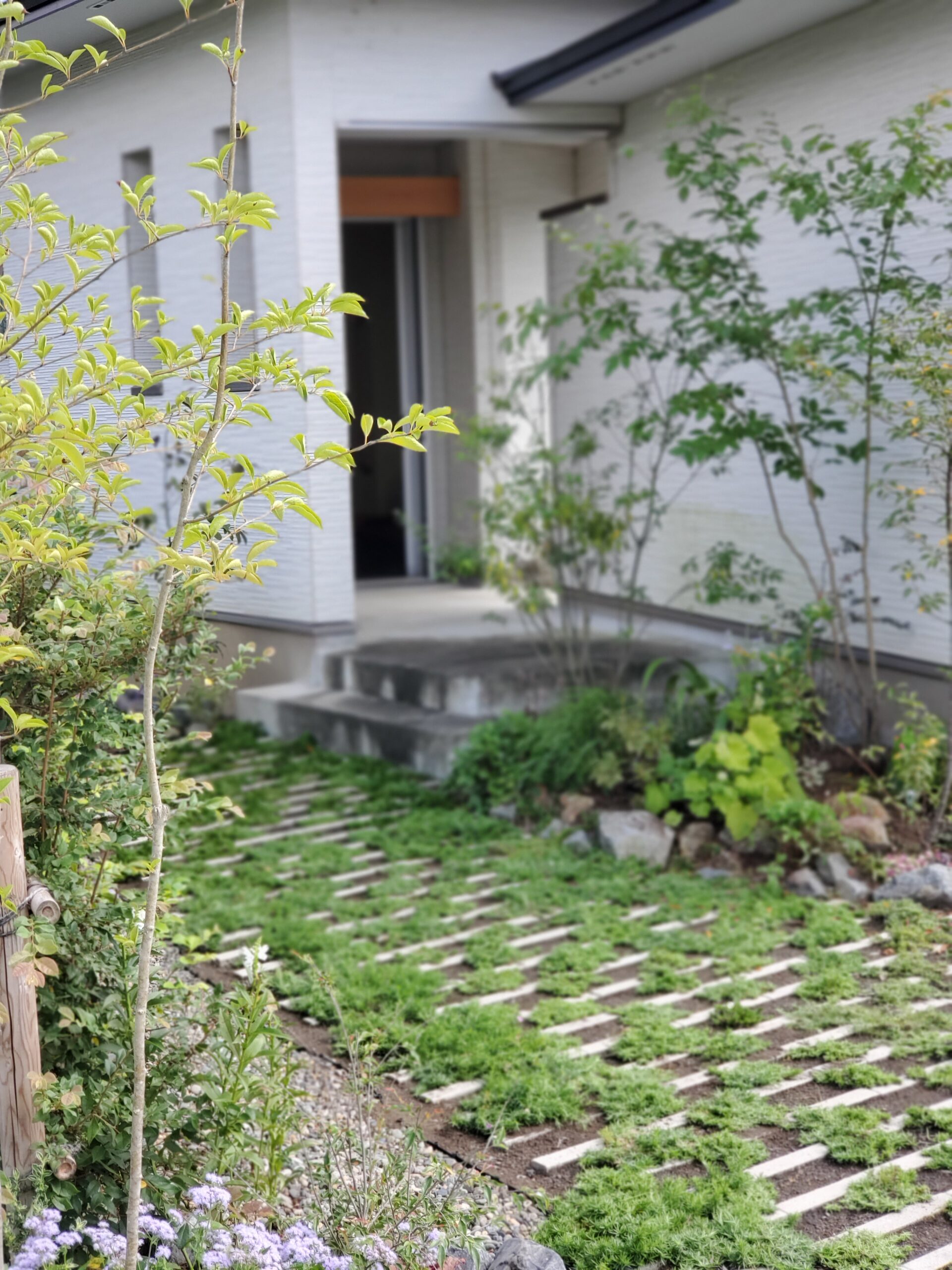 緑の玄関アプローチ。雑木とコンクリートの調和